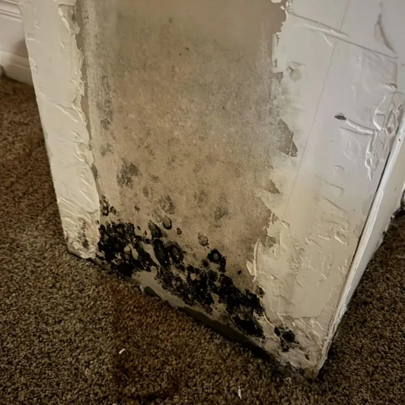 Professional Mold Removal in West Jefferson, OH